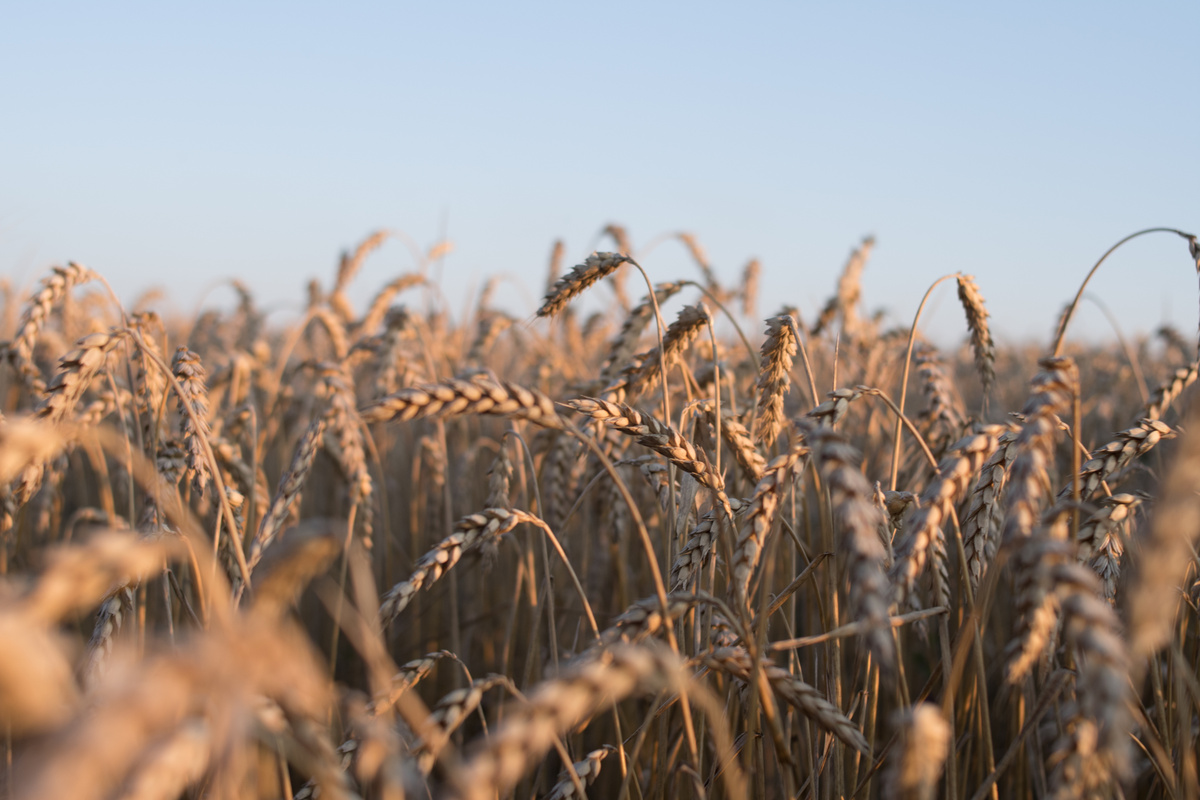 Wheat on Agricultural Field